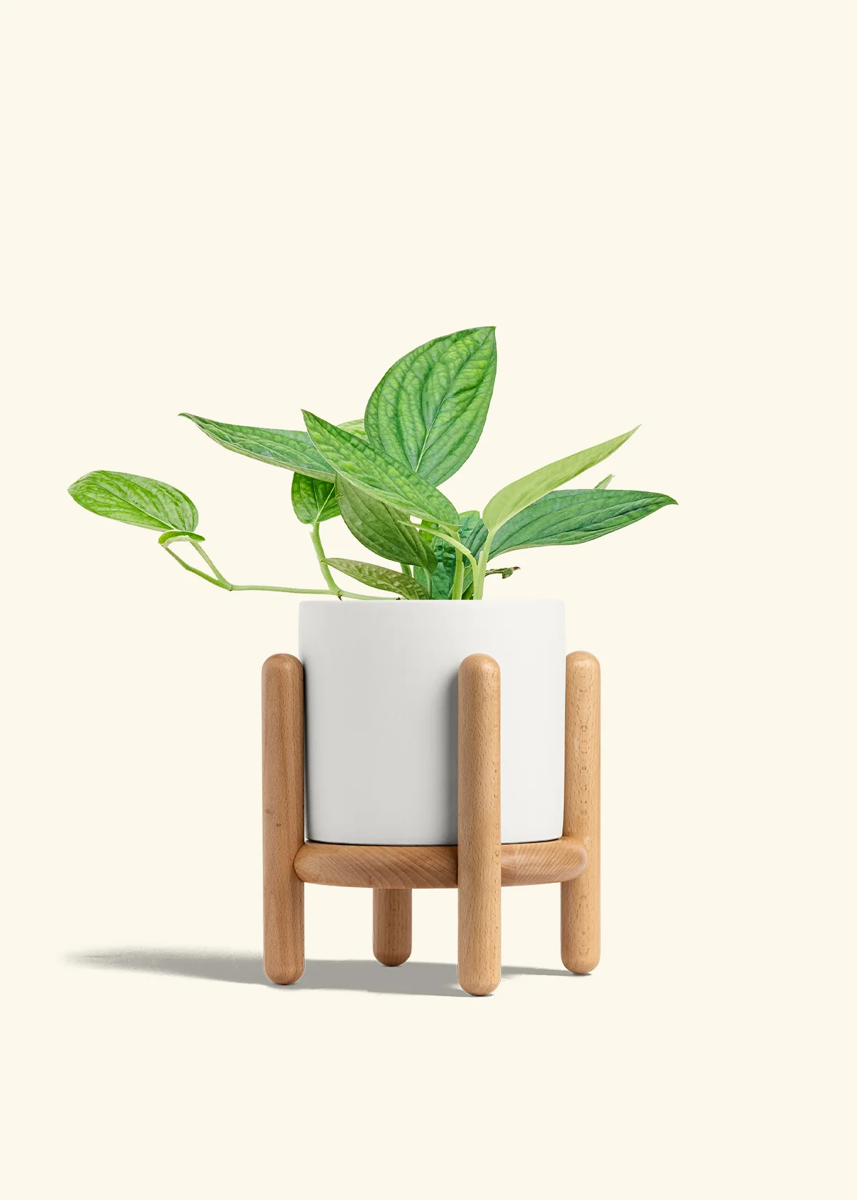 Monstera 'Peru' - Image 28