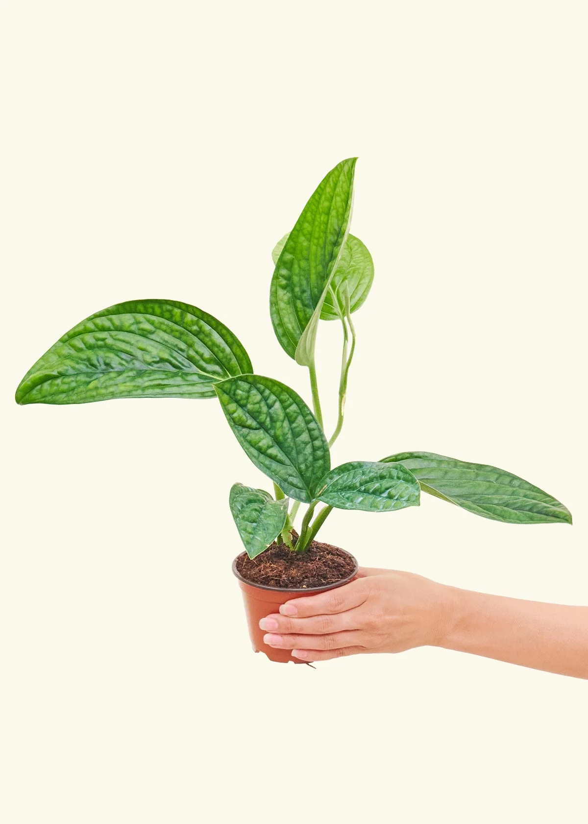 Monstera 'Peru' - Image 3