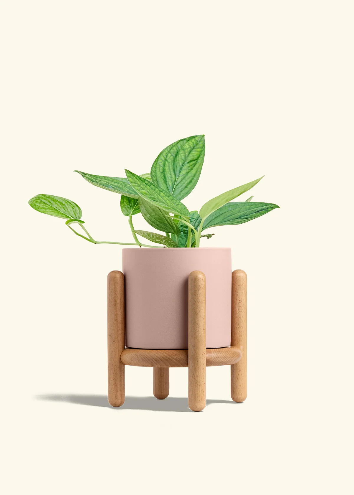 Monstera 'Peru' - Image 31