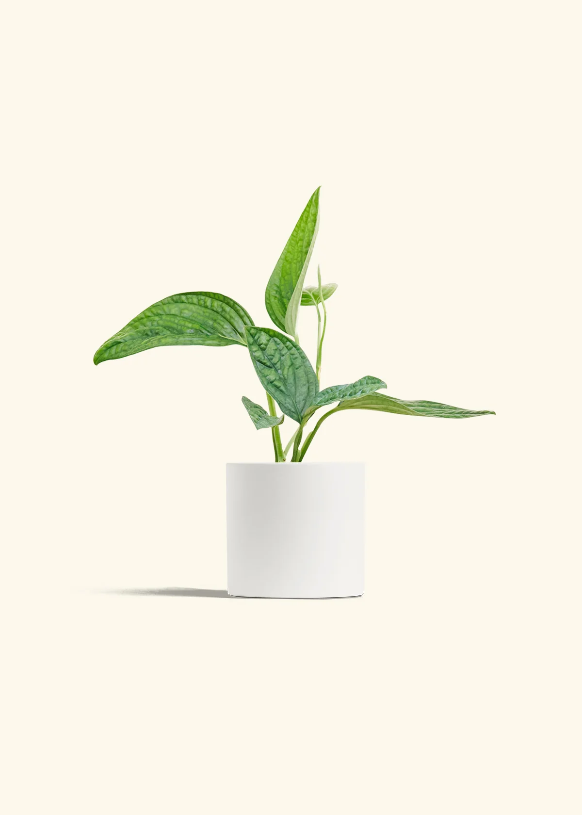 Monstera 'Peru' - Image 4
