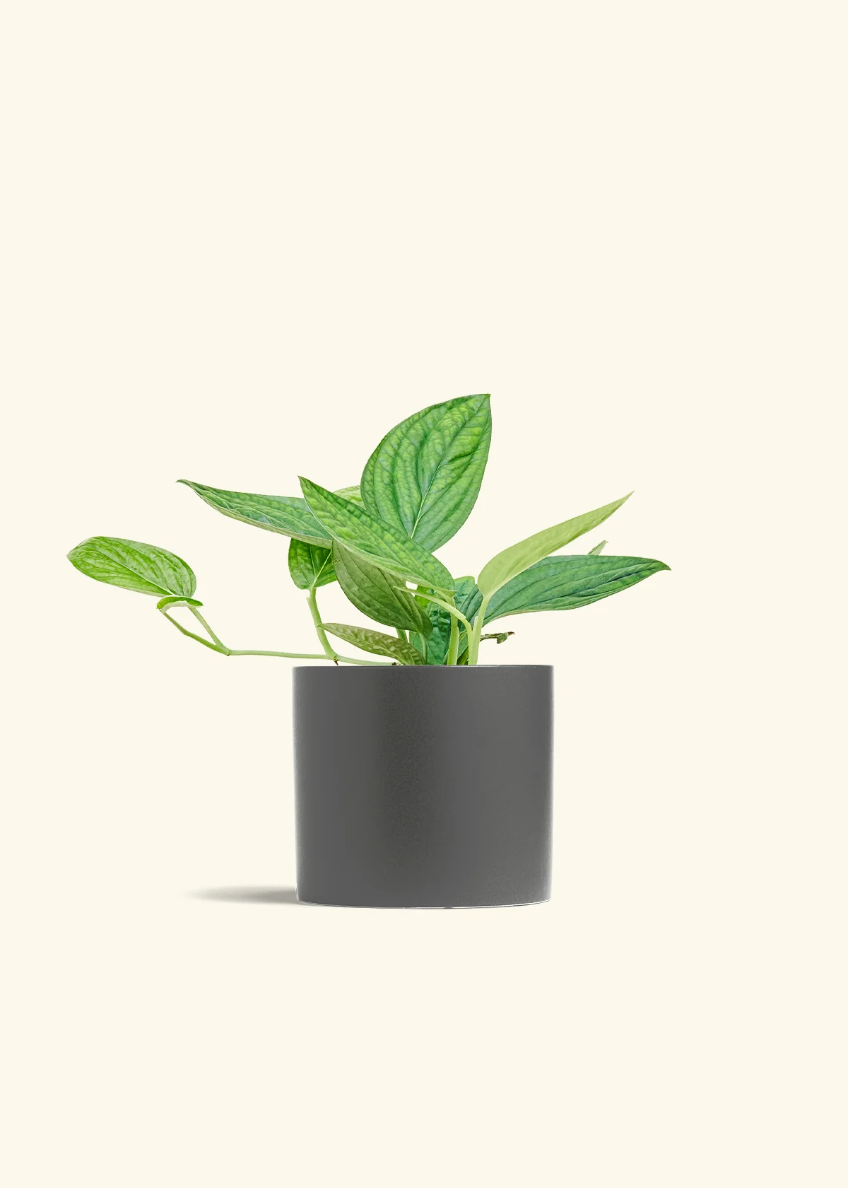 Monstera 'Peru' - Image 41