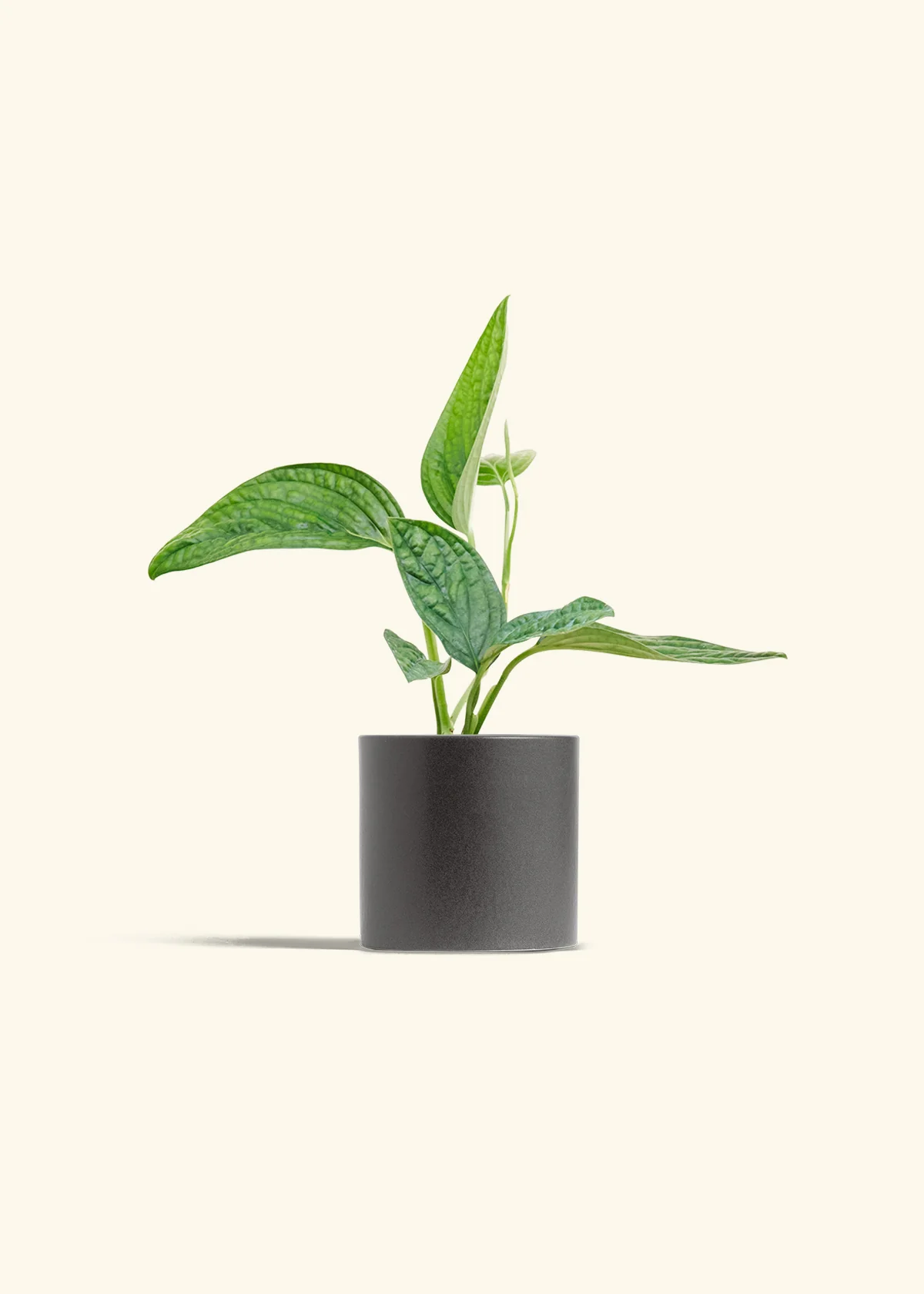 Monstera 'Peru' - Image 6