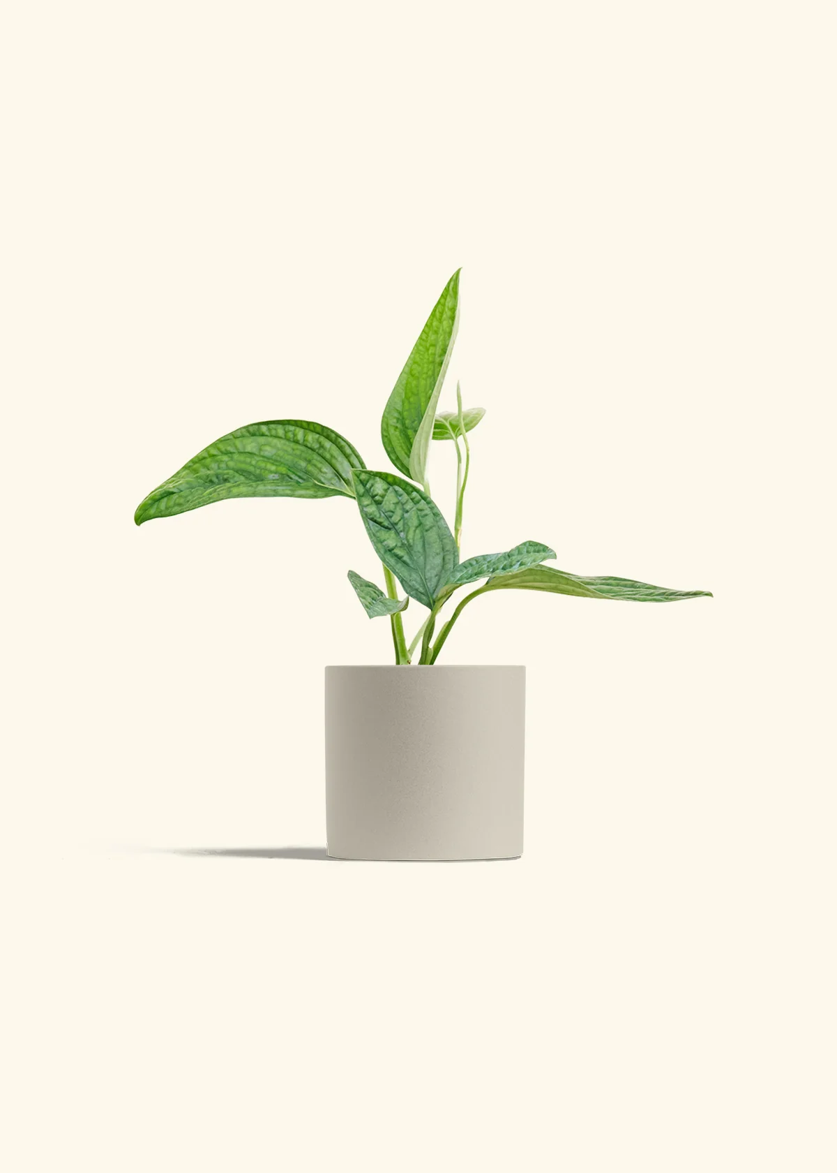 Monstera 'Peru' - Image 7
