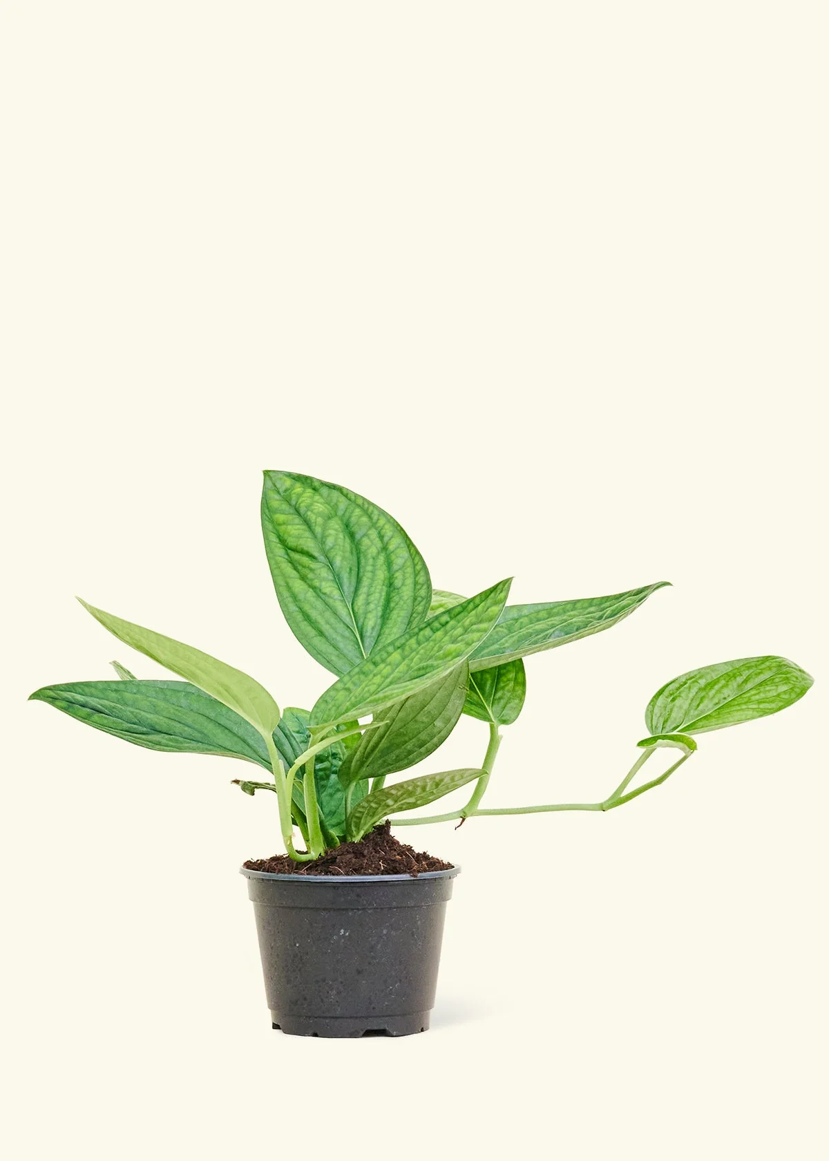 Monstera 'Peru' - Image 8
