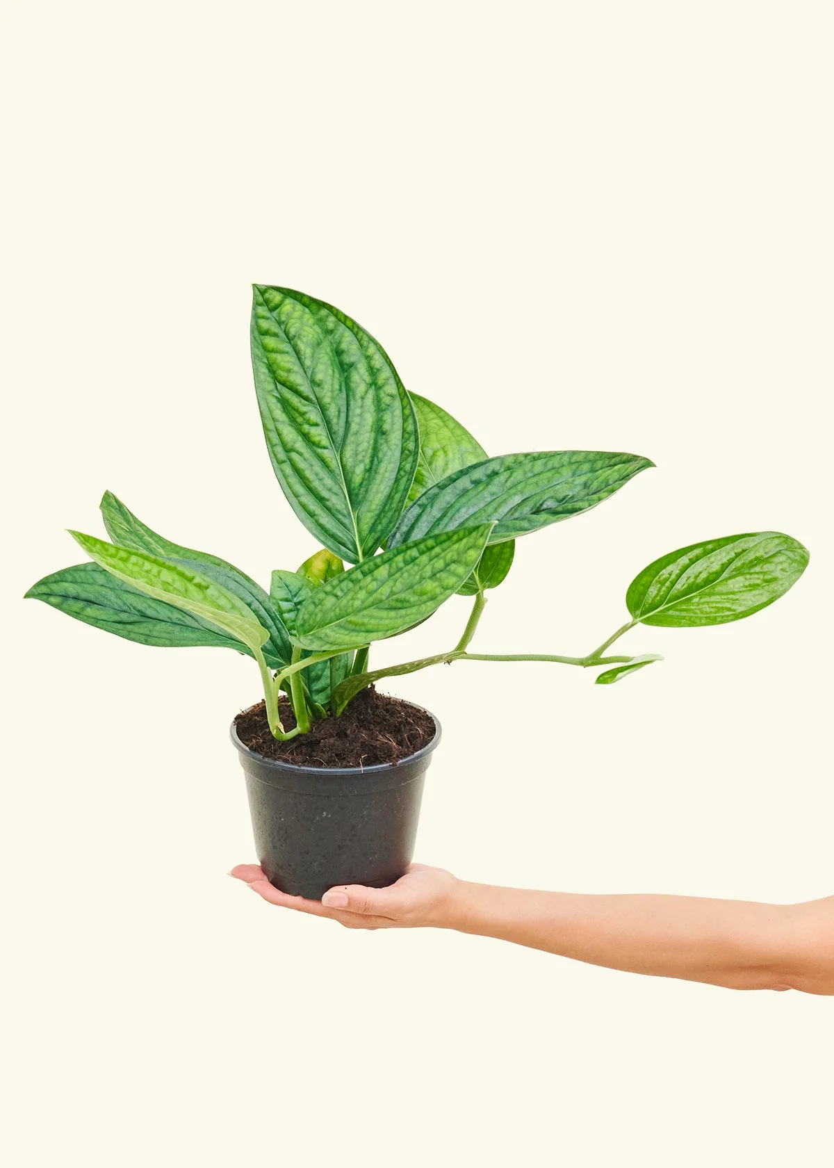 Monstera 'Peru' - Image 9