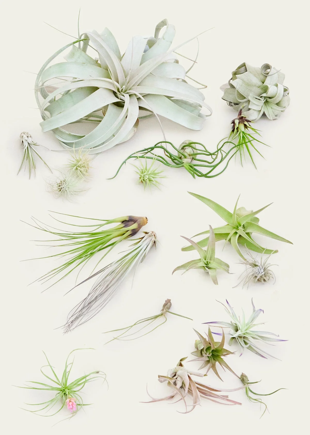 Mystery Air Plants, 10-Pack - Image 2