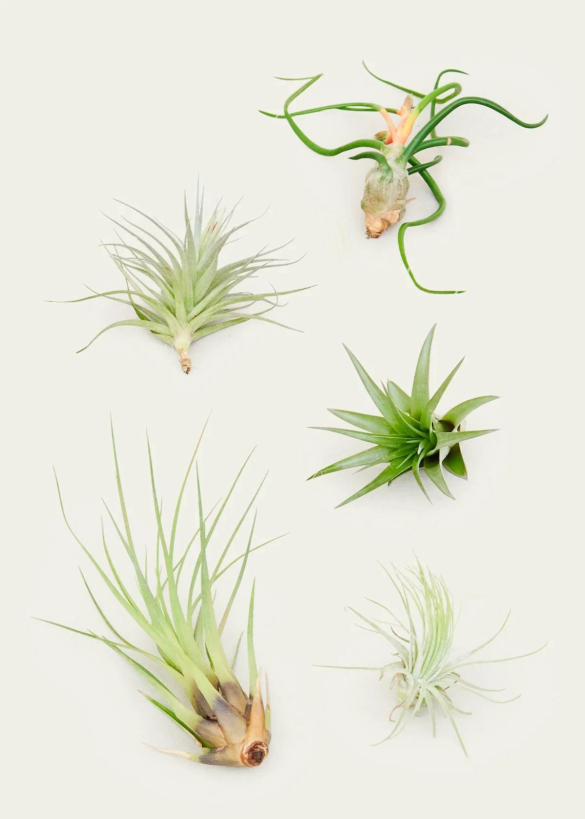 Mystery Air Plants, 10-Pack - Image 3
