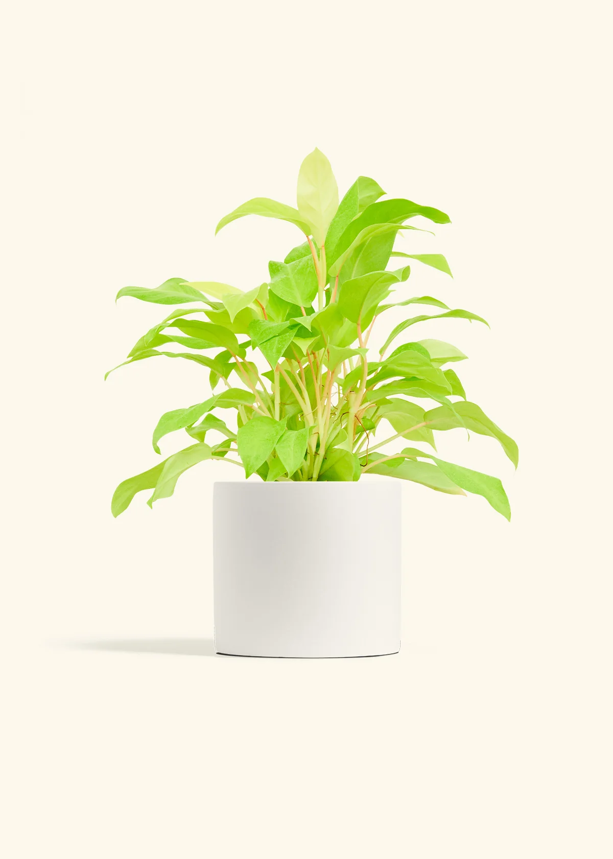 Philodendron 'Neon' - Image 10