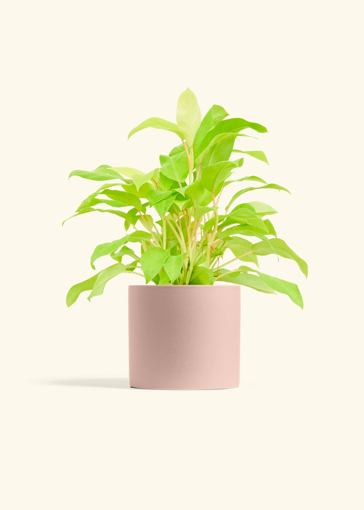 Philodendron 'Neon' - Image 11