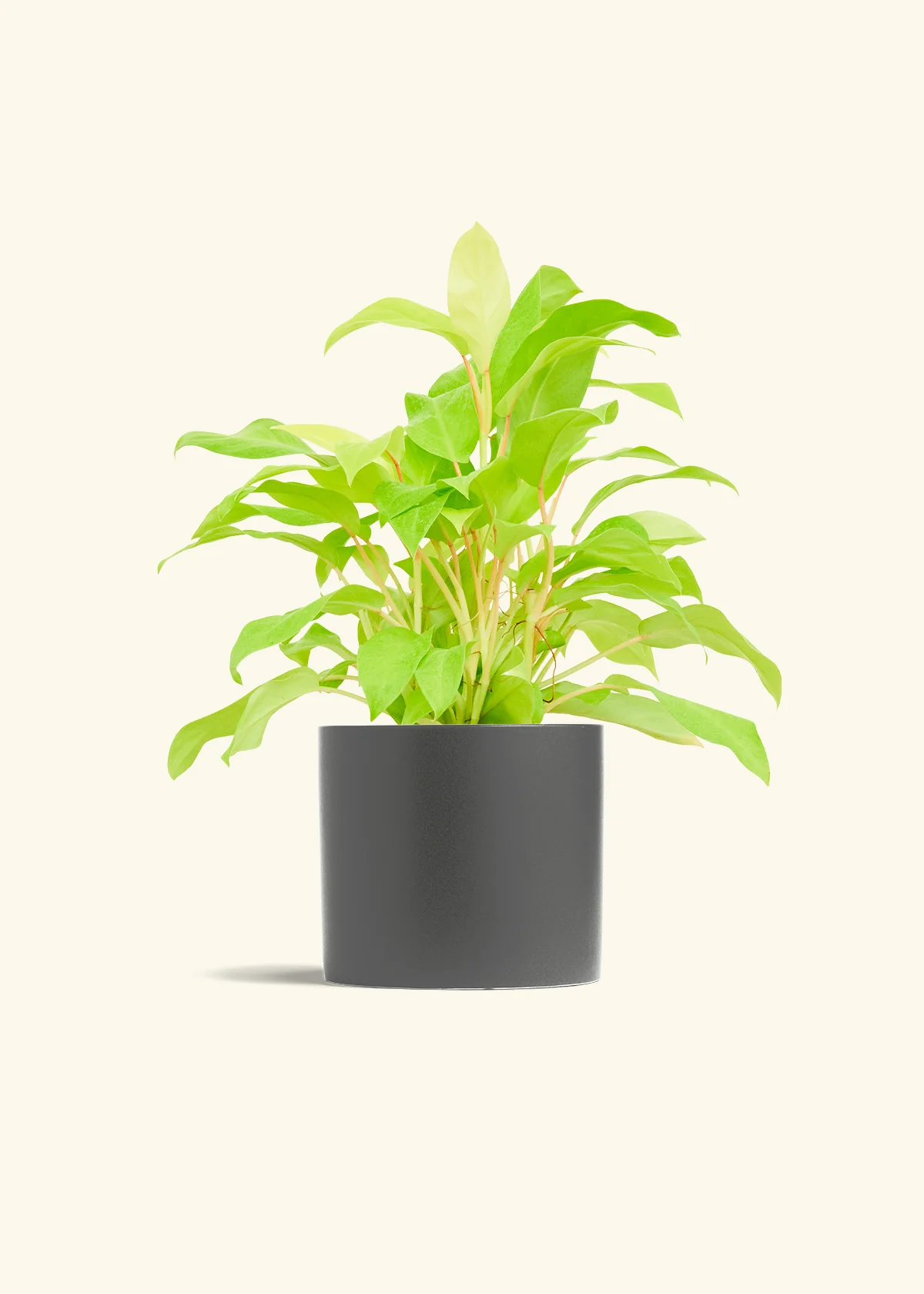 Philodendron 'Neon' - Image 12