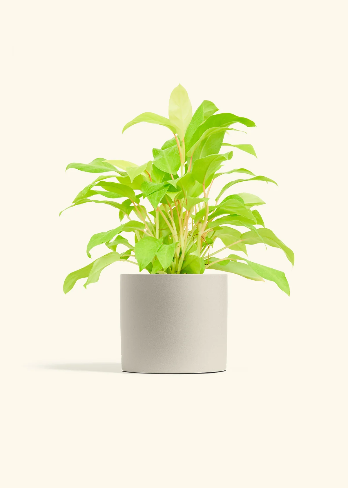 Philodendron 'Neon' - Image 13