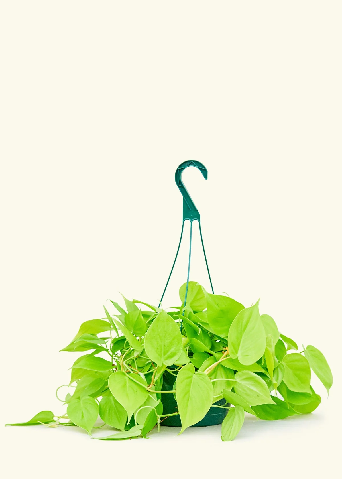 Philodendron 'Neon' - Image 14