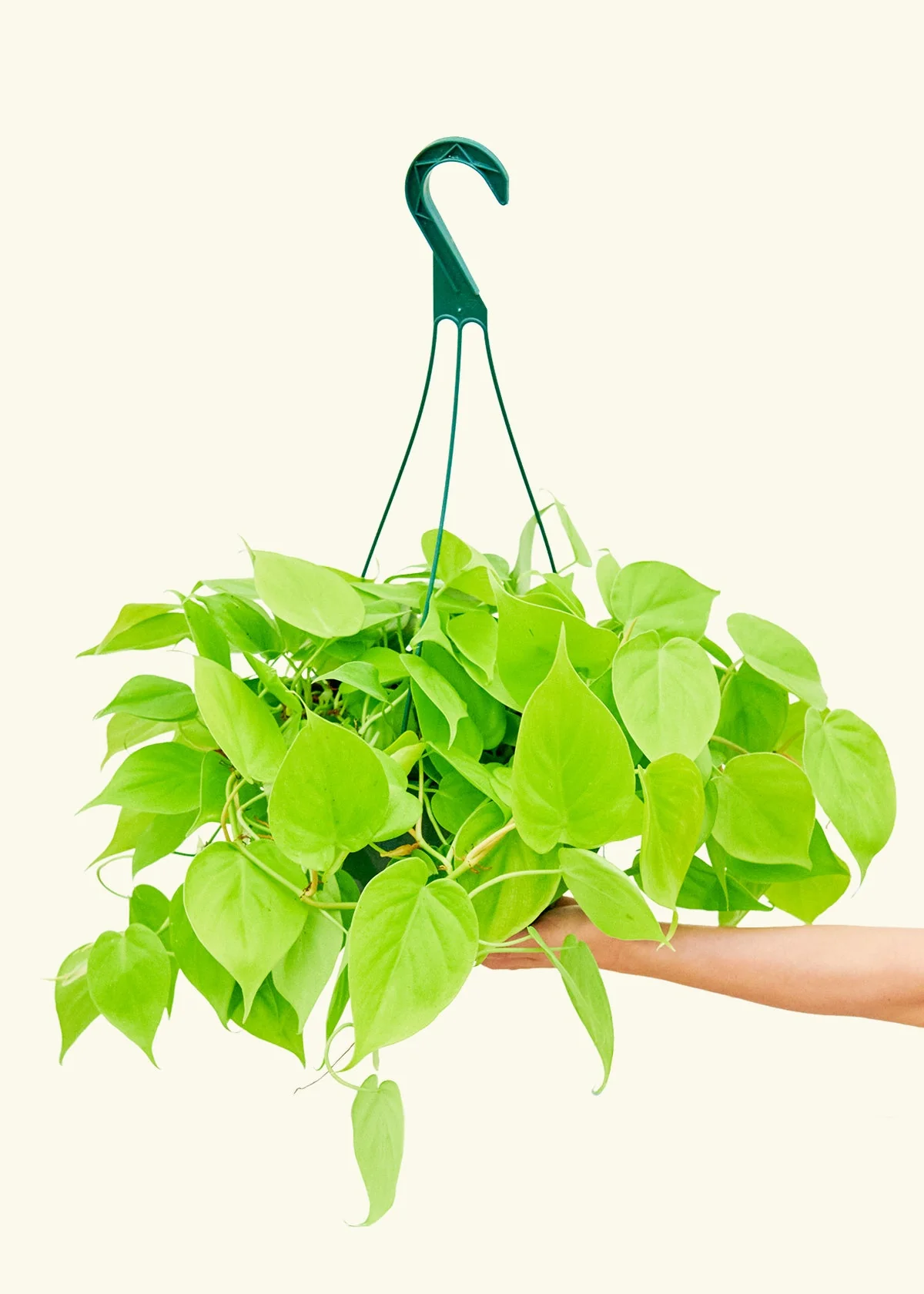 Philodendron 'Neon' - Image 15