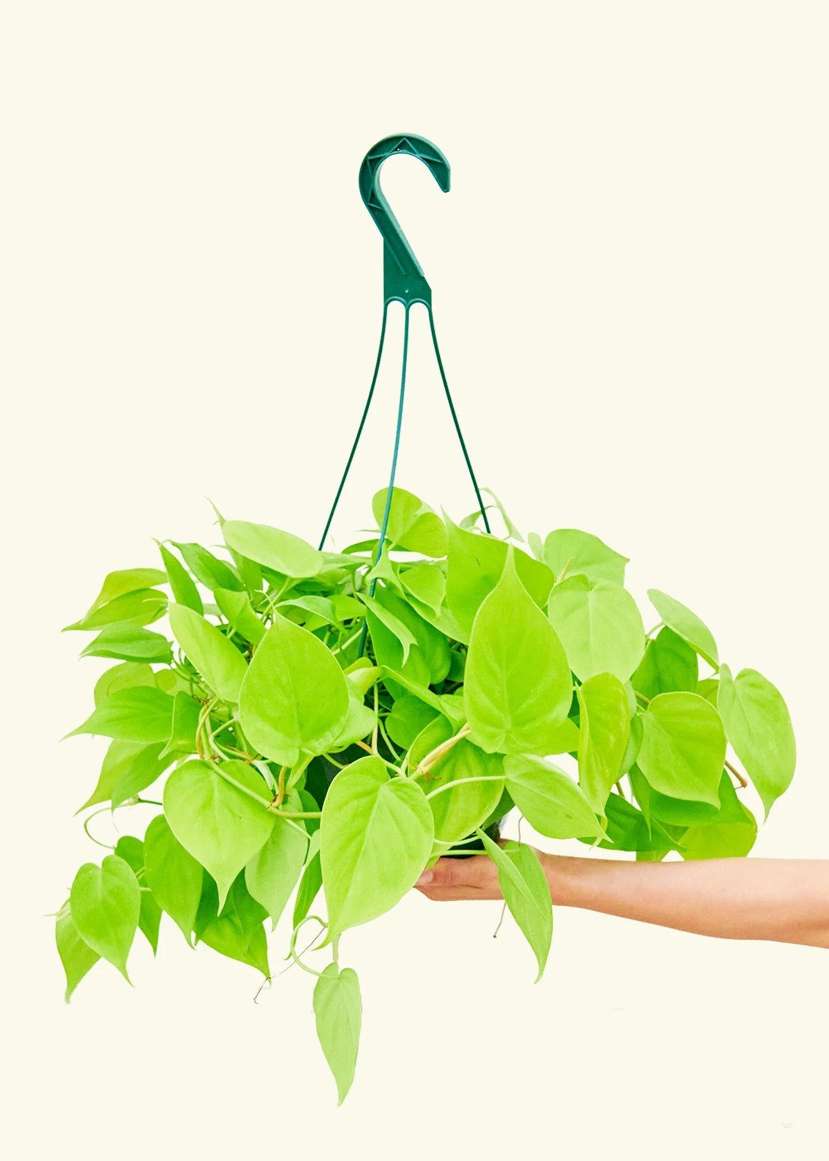 Philodendron 'Neon' - Image 16