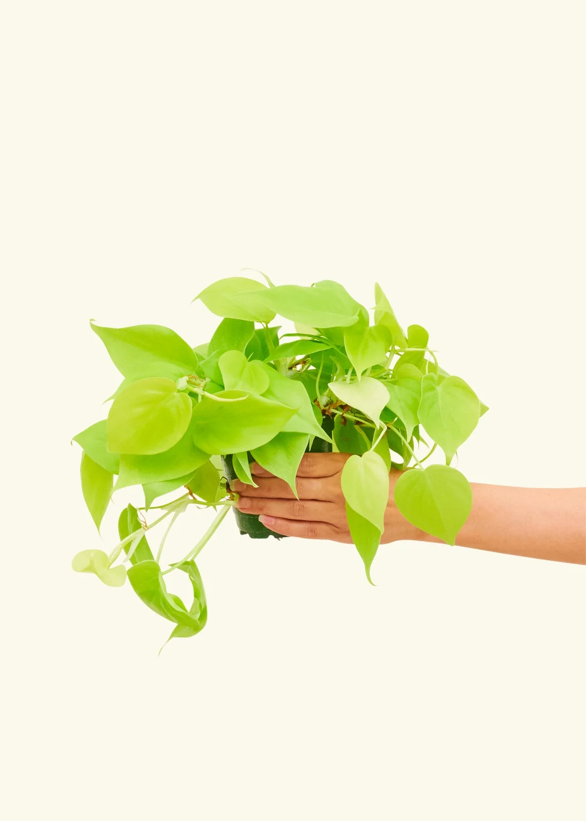 Philodendron 'Neon' - Image 3