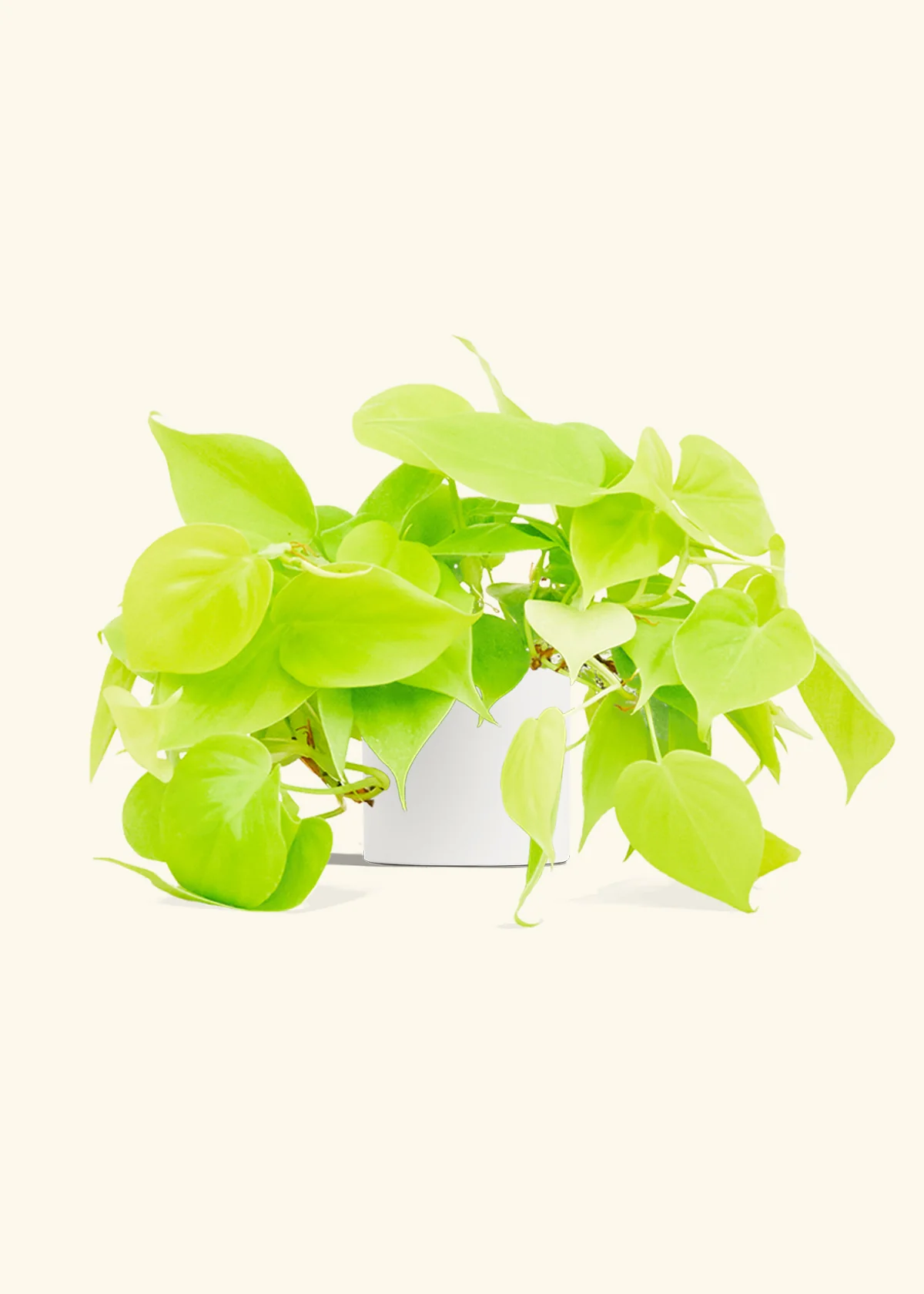 Philodendron 'Neon' - Image 4