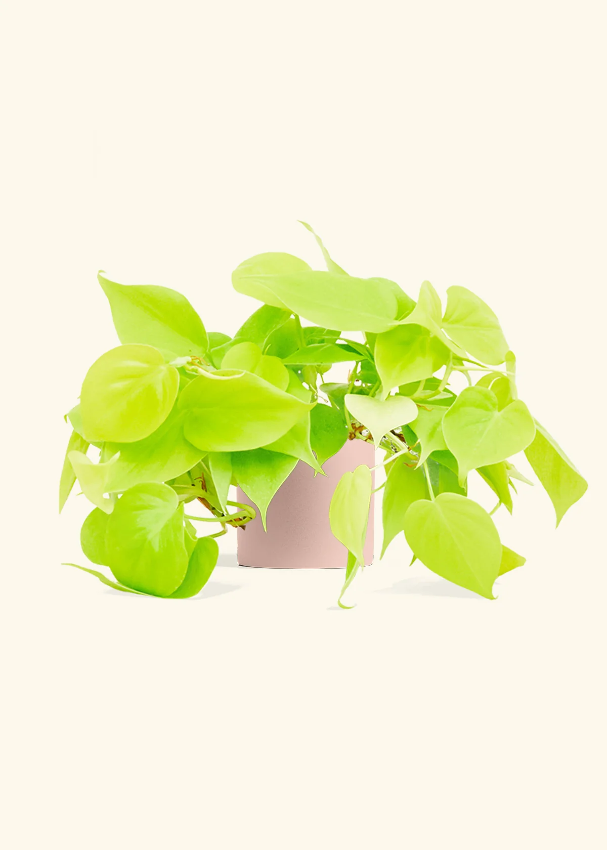 Philodendron 'Neon' - Image 5