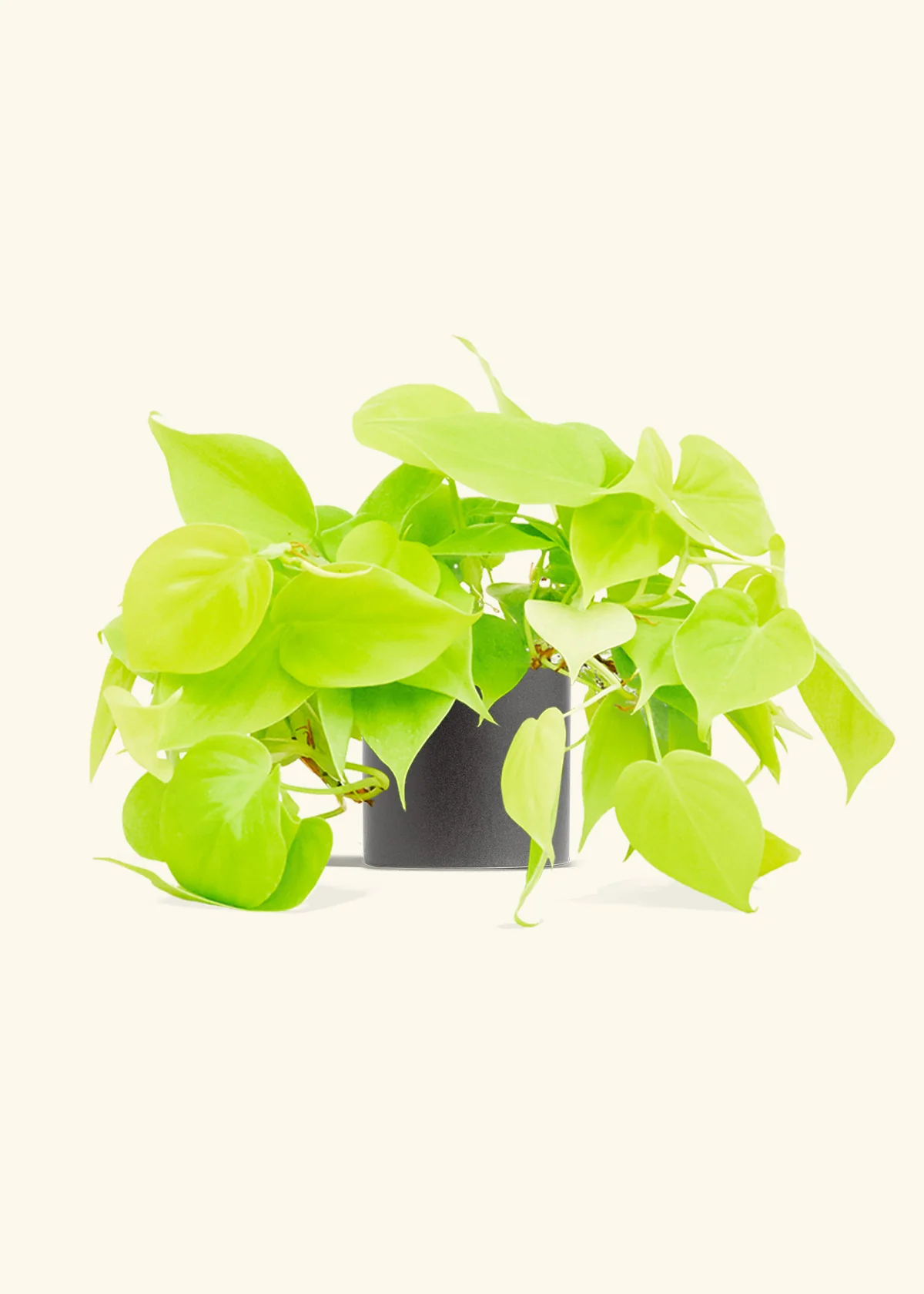 Philodendron 'Neon' - Image 6