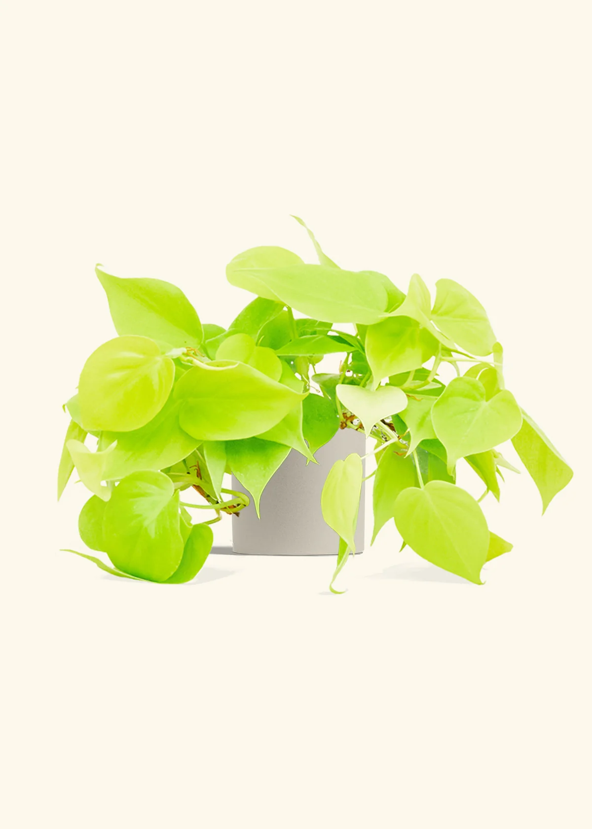 Philodendron 'Neon' - Image 7