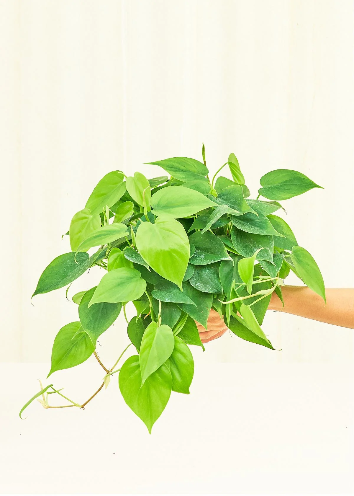 Philodendron 'Neon' - Image 8