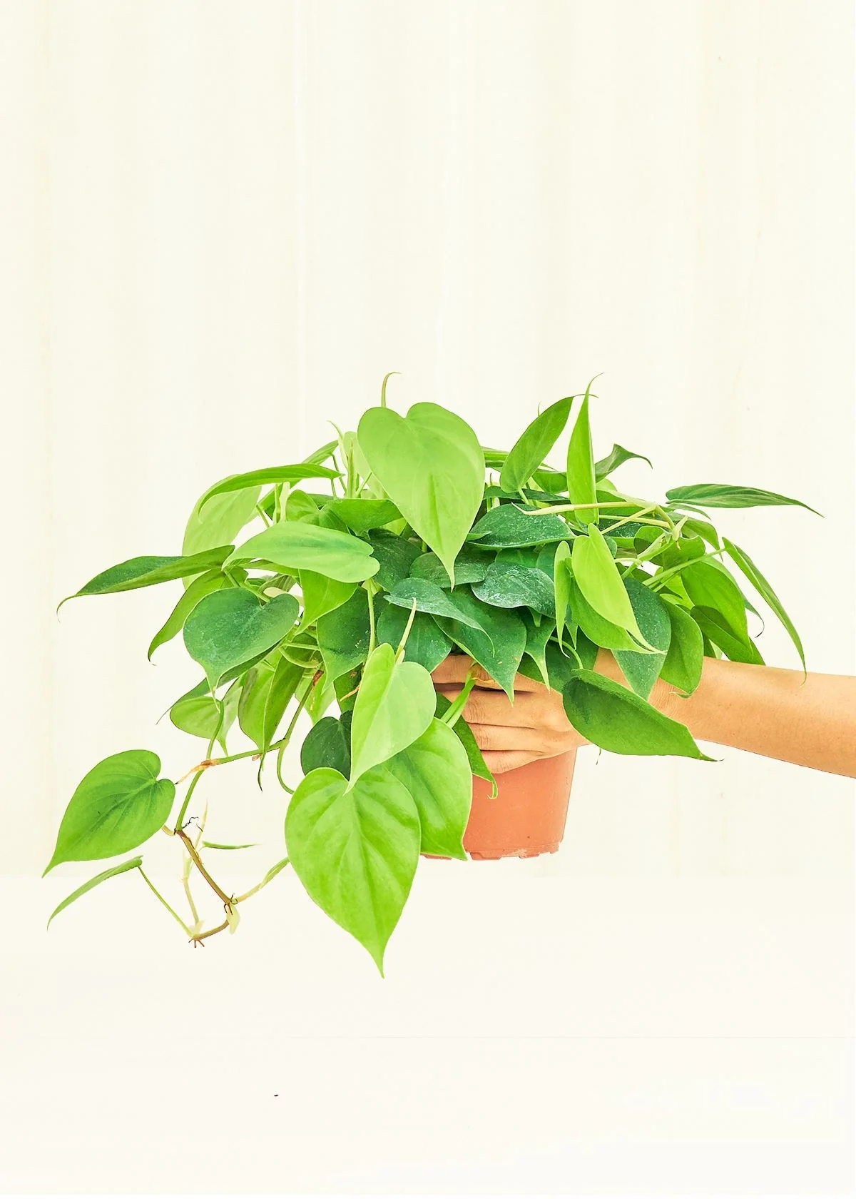 Philodendron 'Neon' - Image 9