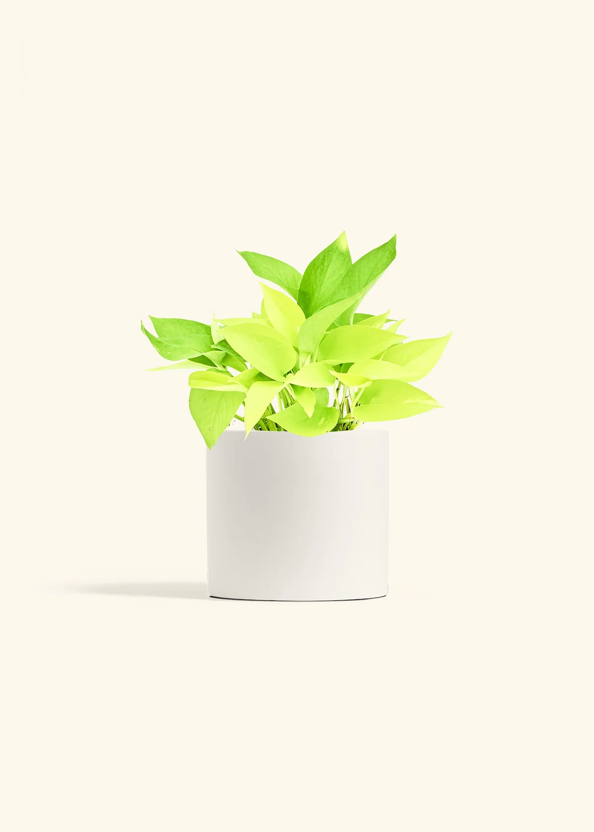 Neon Pothos Plant - Image 10