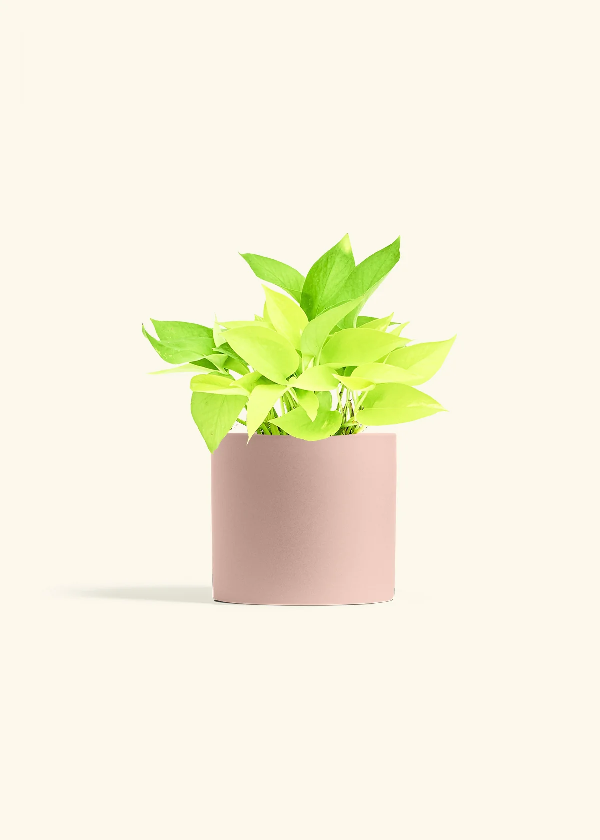Neon Pothos Plant - Image 11