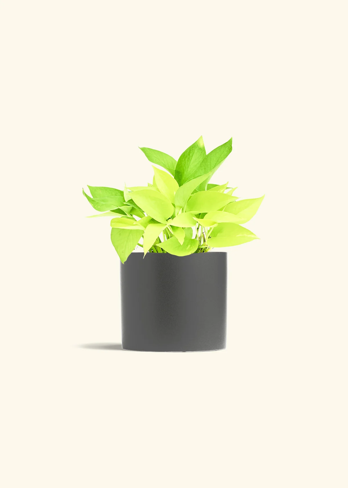 Neon Pothos Plant - Image 12