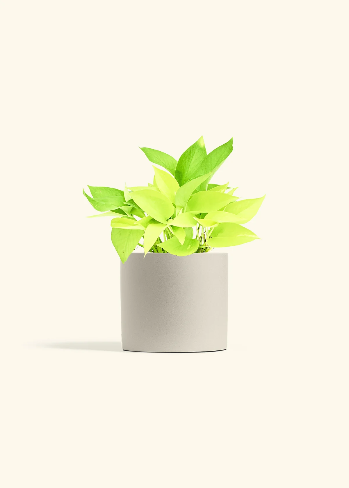 Neon Pothos Plant - Image 13