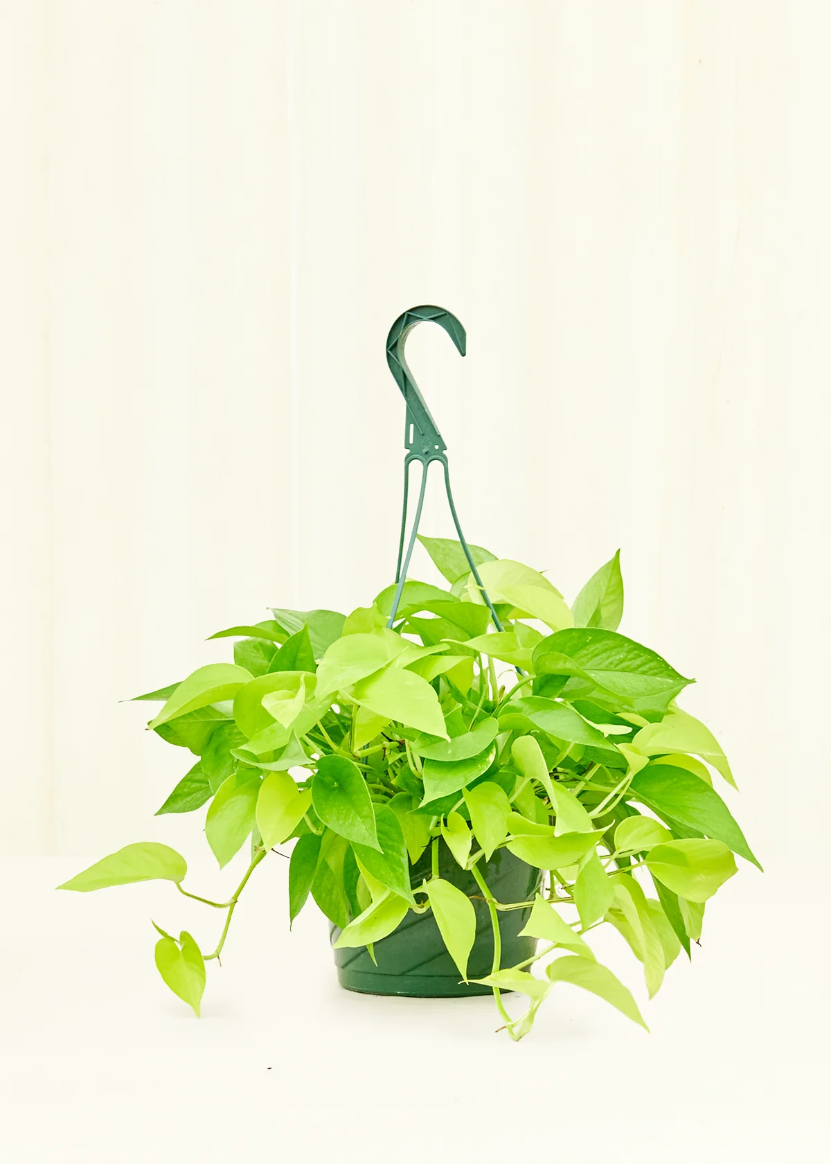 Neon Pothos Plant - Image 14