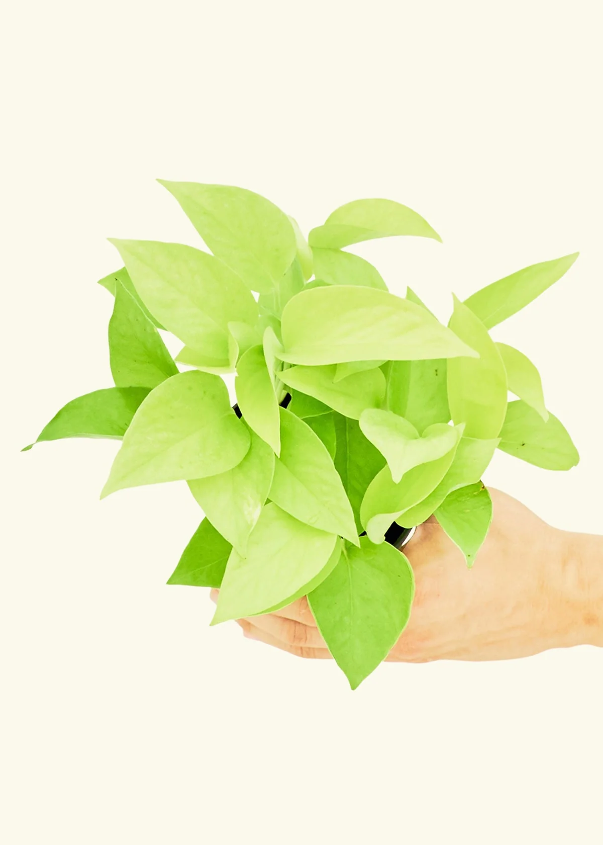Neon Pothos Plant - Image 3