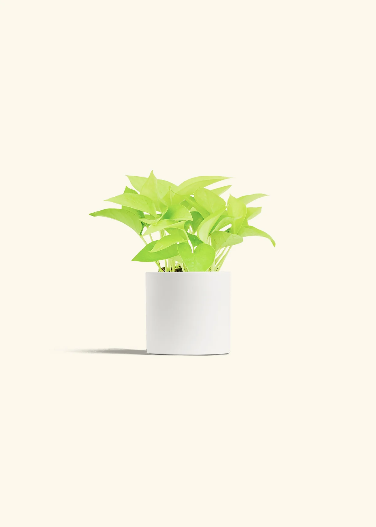 Neon Pothos Plant - Image 4