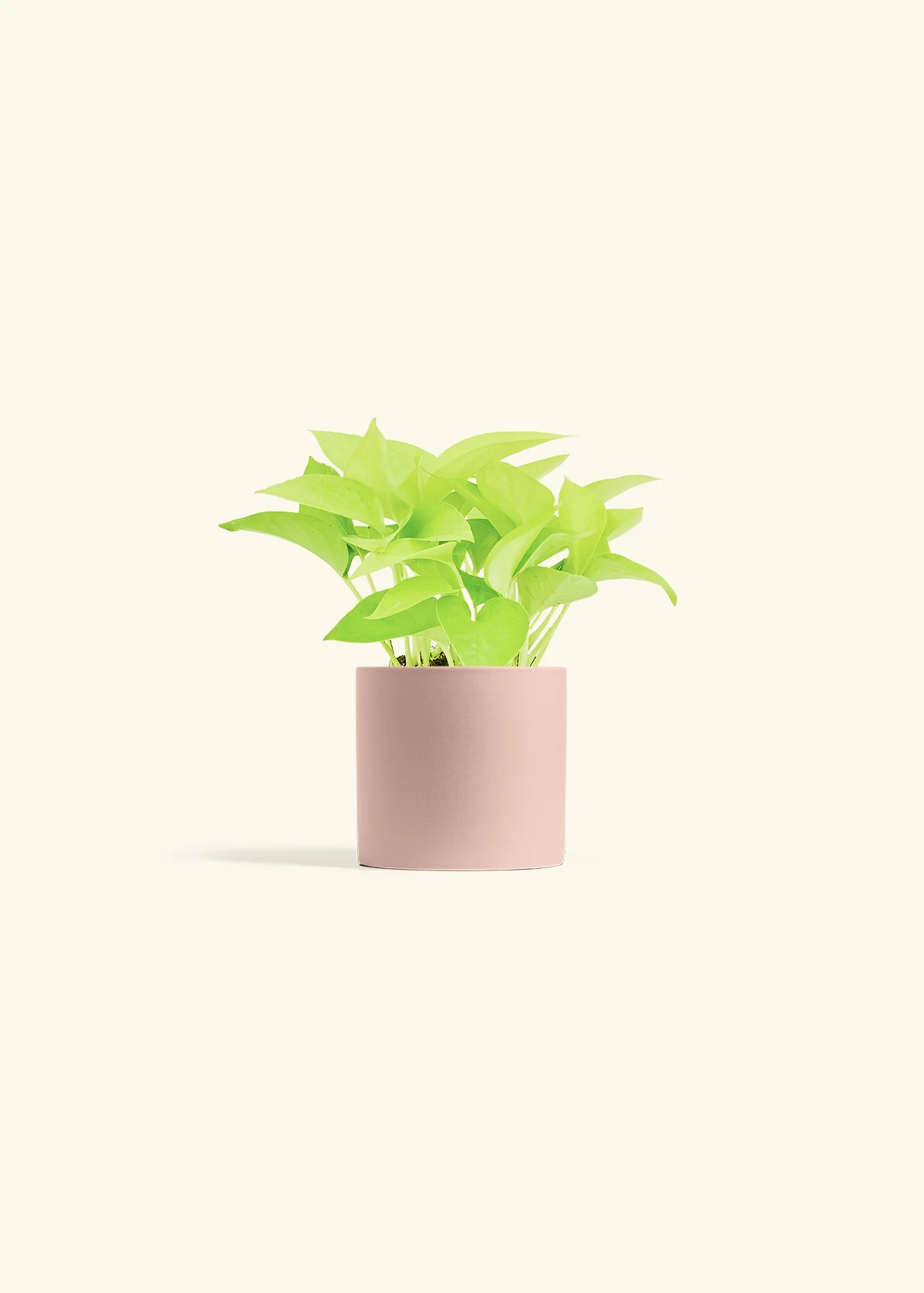 Neon Pothos Plant - Image 5