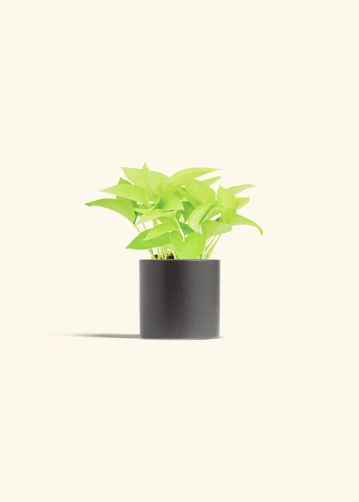 Neon Pothos Plant - Image 6