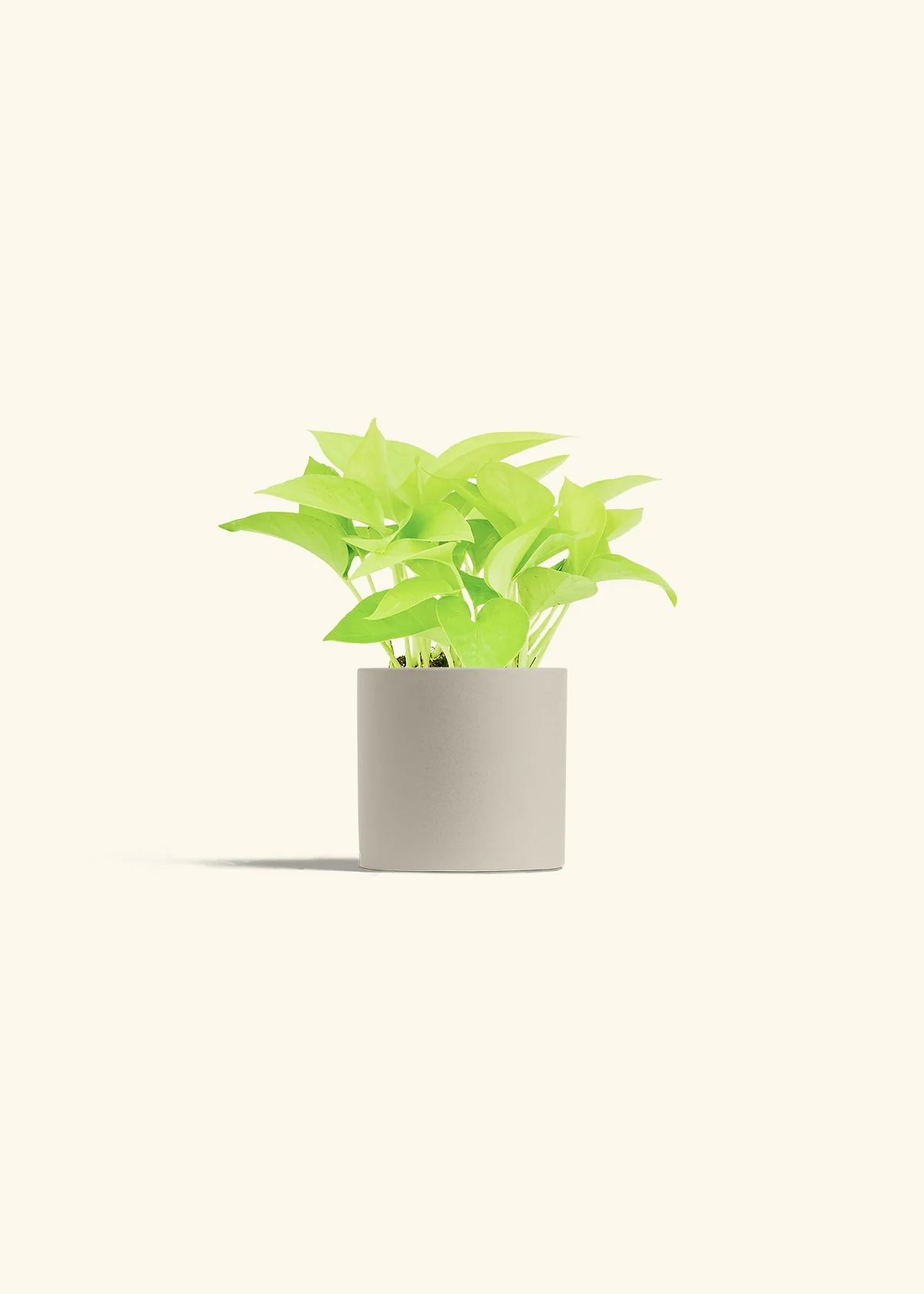 Neon Pothos Plant - Image 7