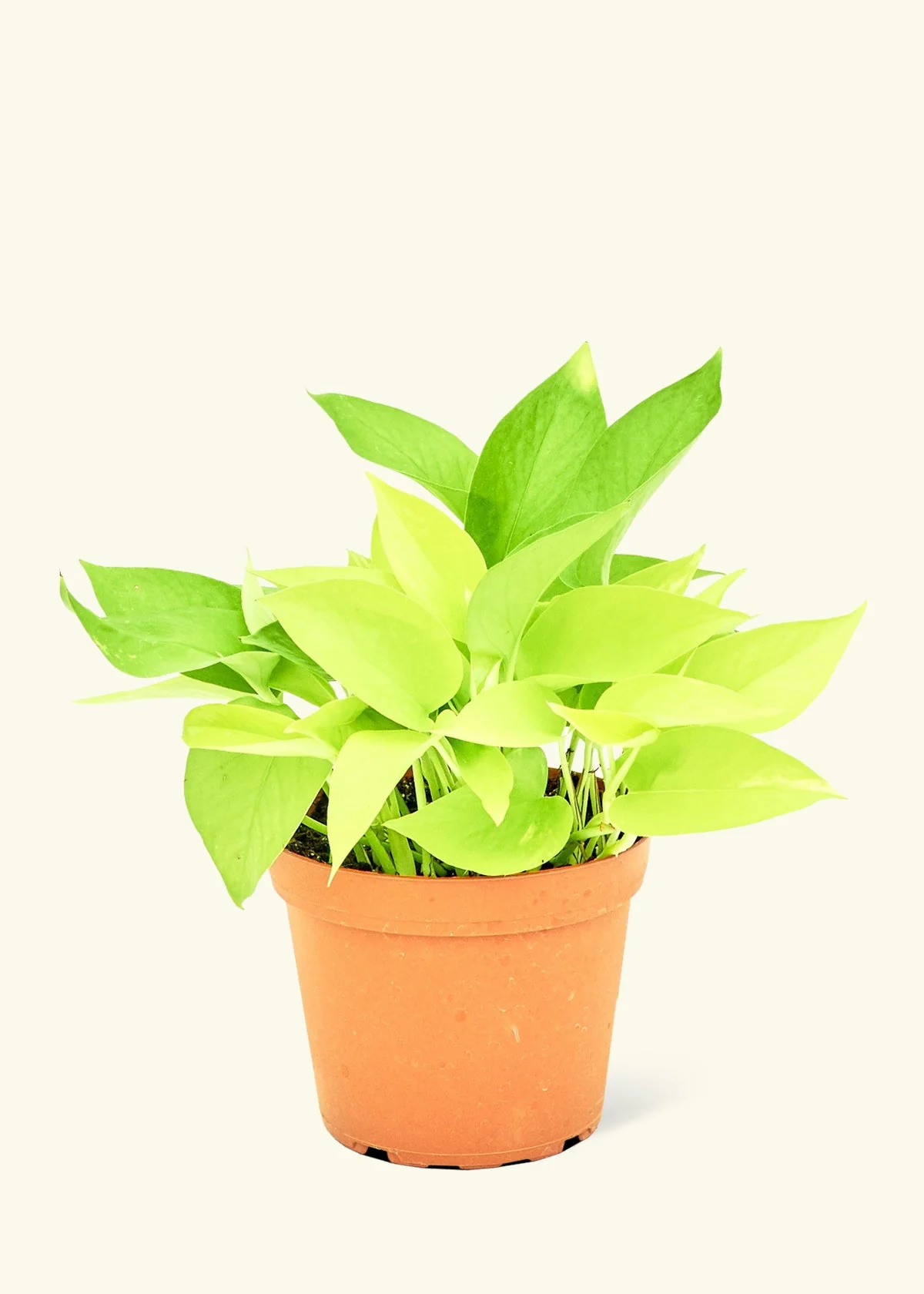 Neon Pothos Plant - Image 8