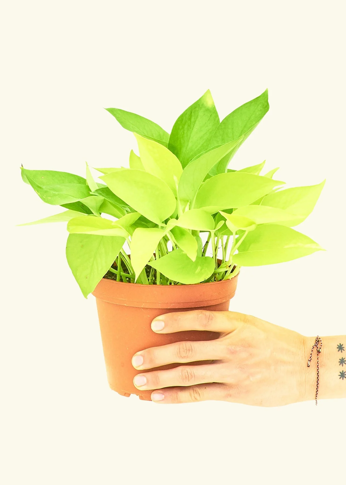 Neon Pothos Plant - Image 9