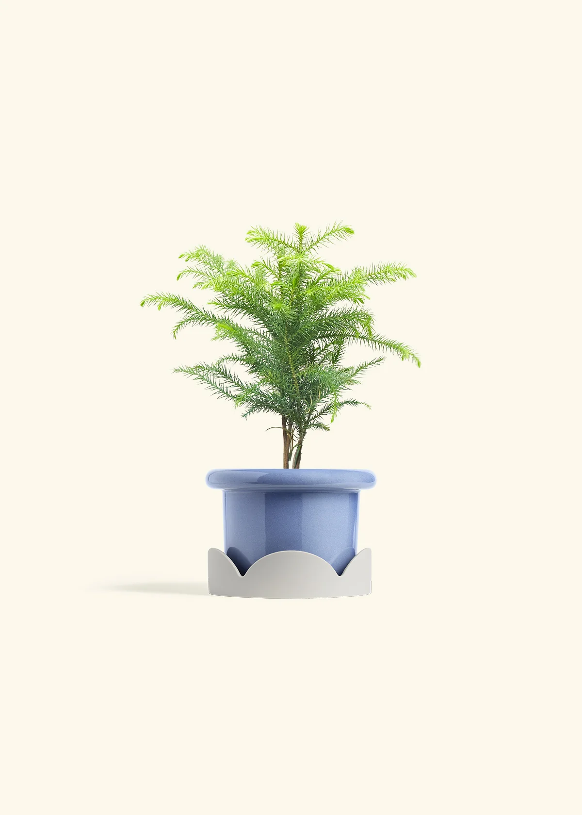 Norfolk Pine - Image 10