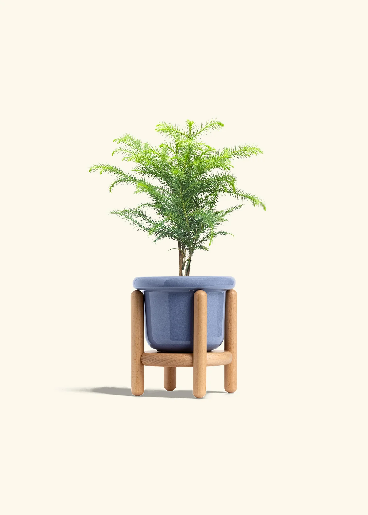 Norfolk Pine - Image 11