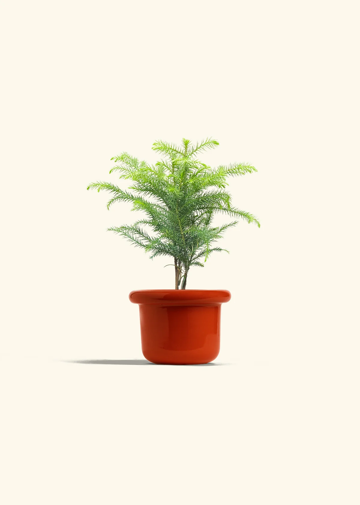 Norfolk Pine - Image 12