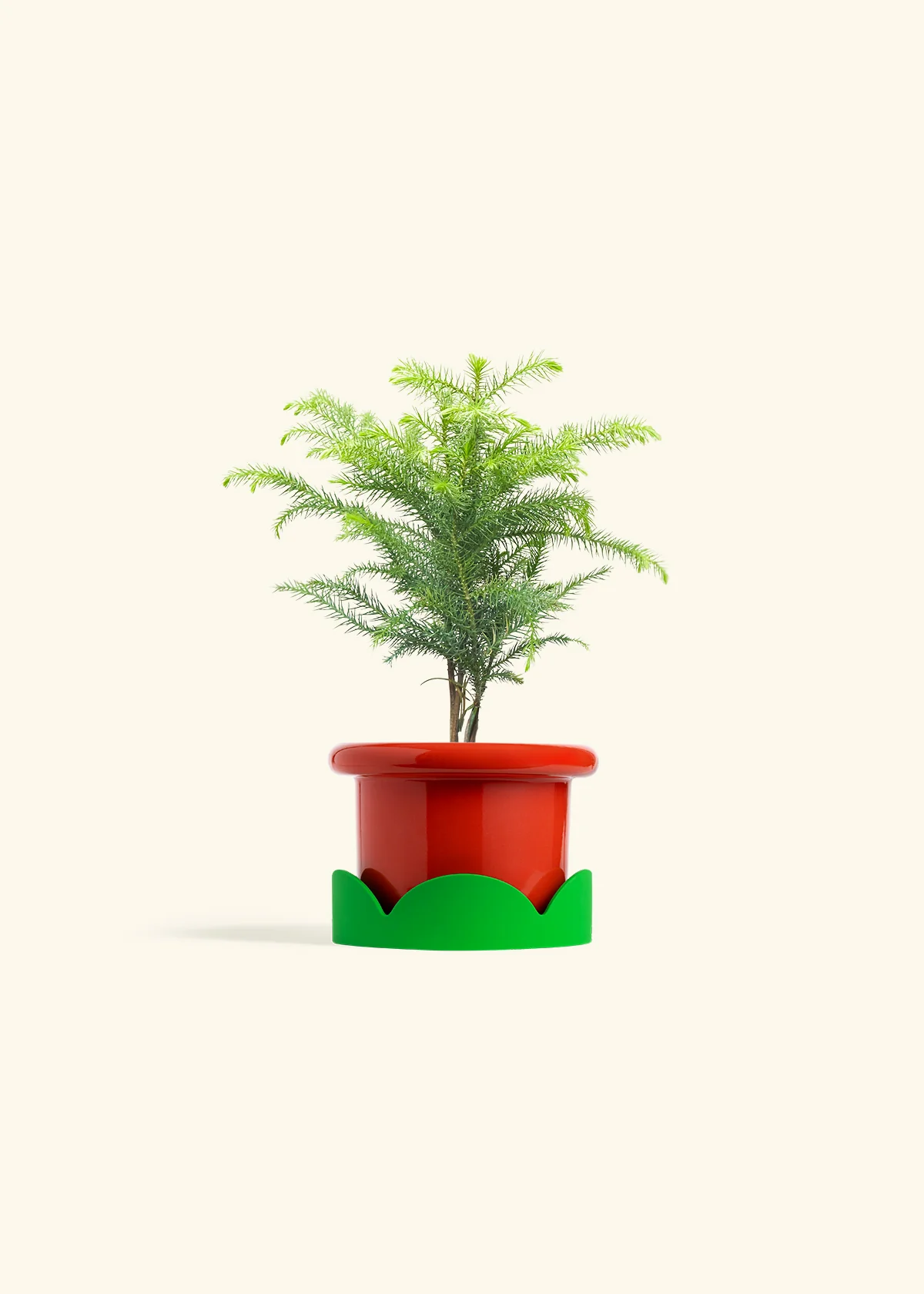 Norfolk Pine - Image 13