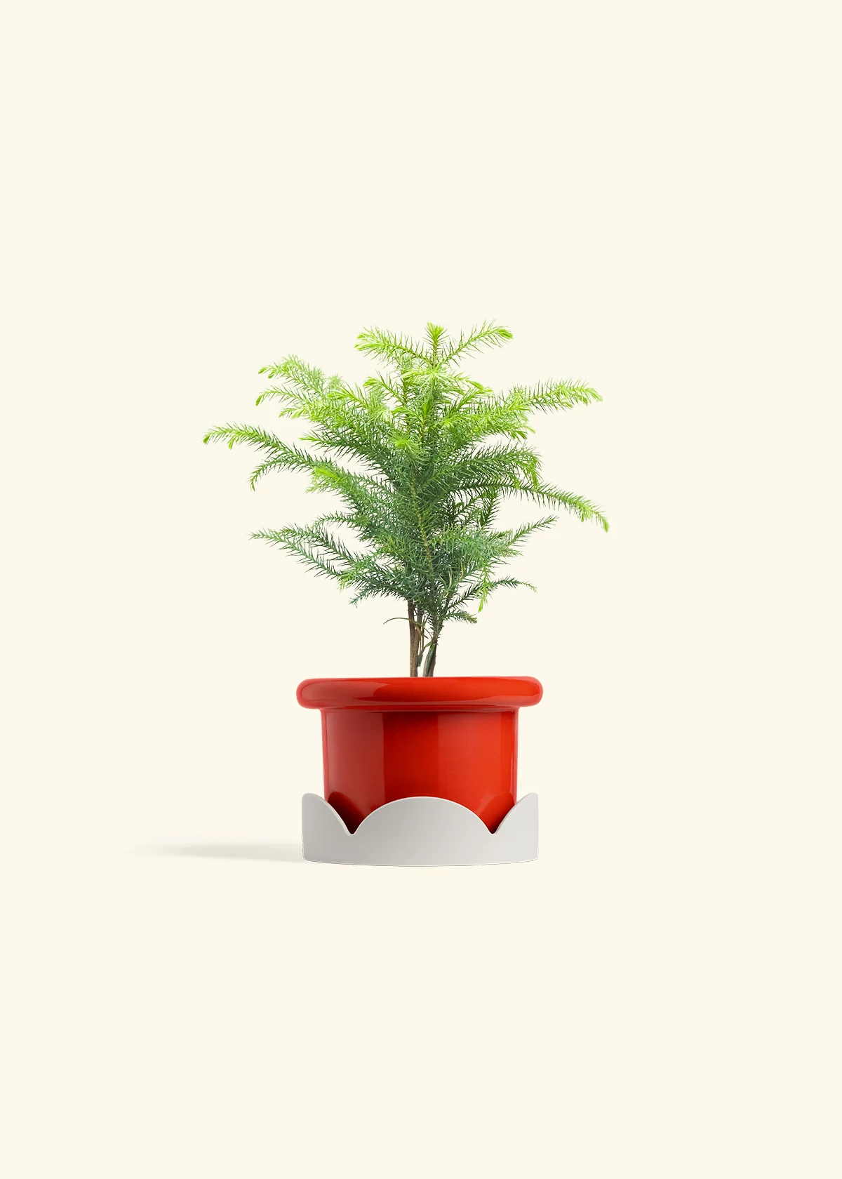 Norfolk Pine - Image 14