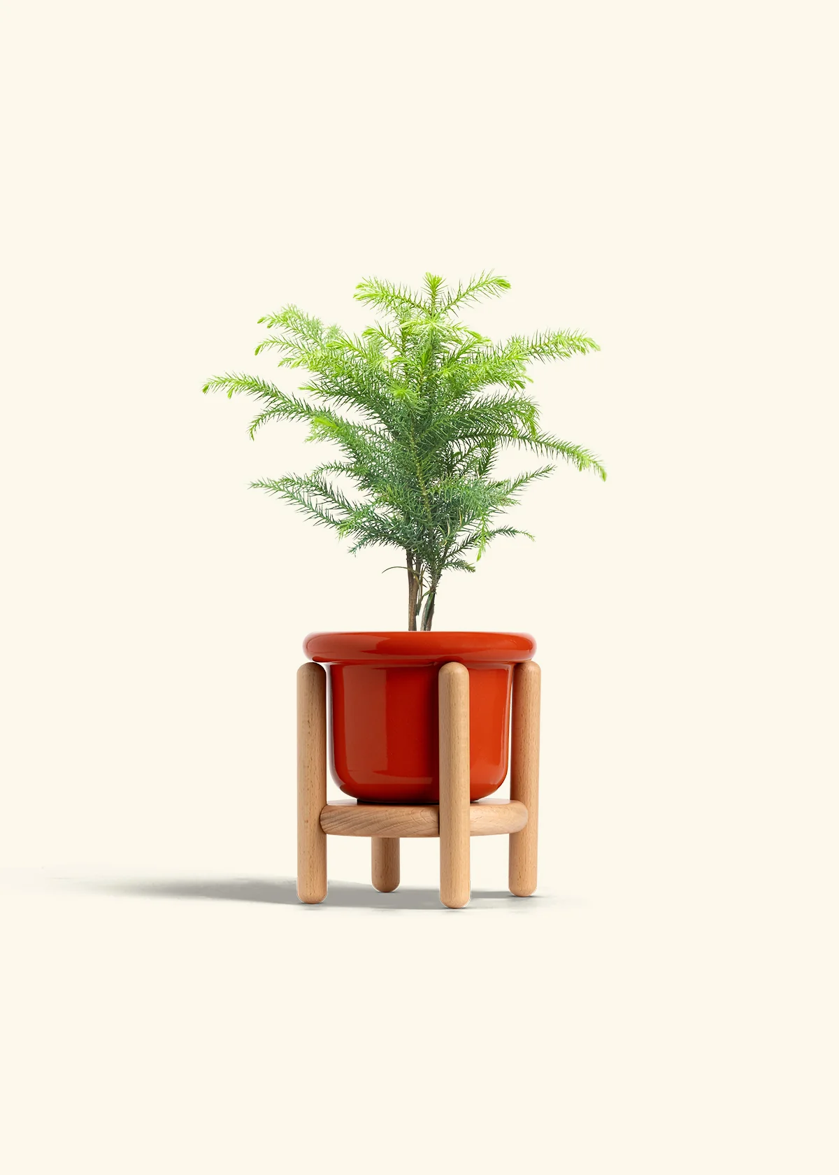 Norfolk Pine - Image 15
