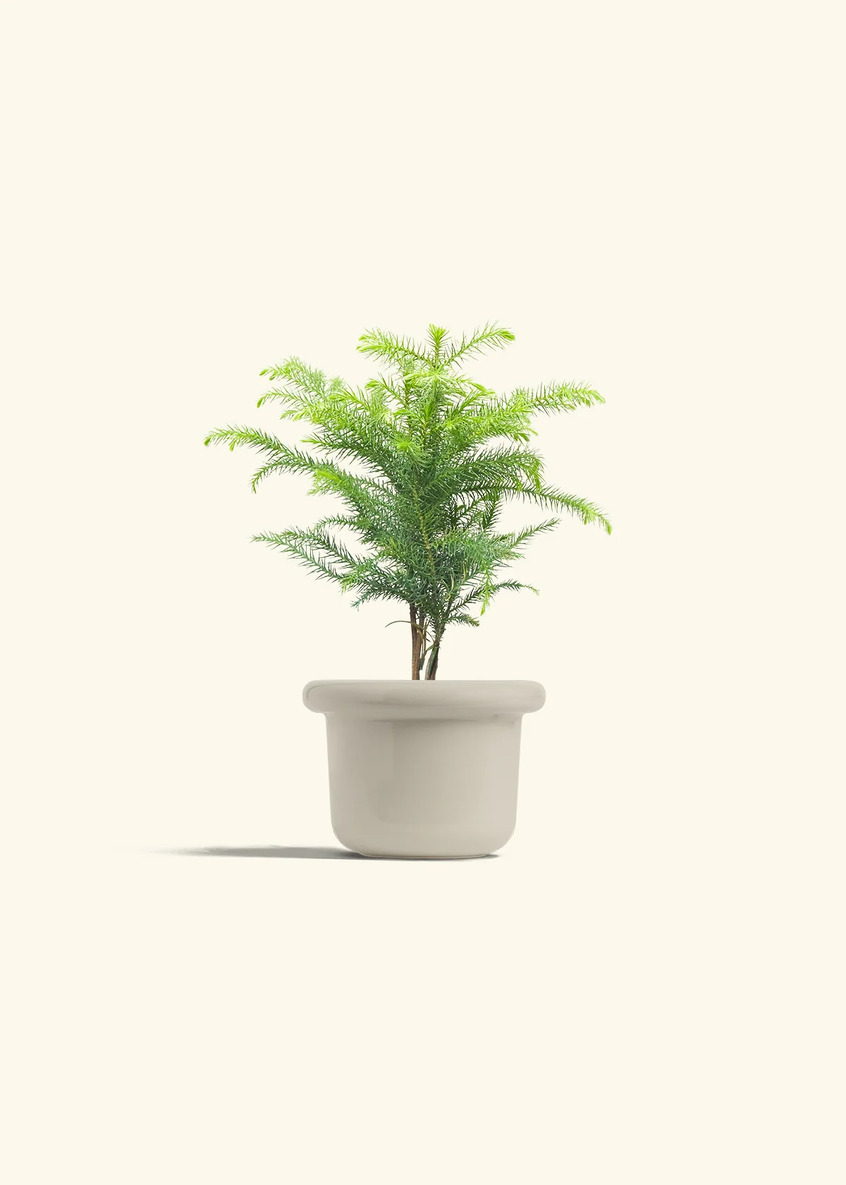 Norfolk Pine - Image 16
