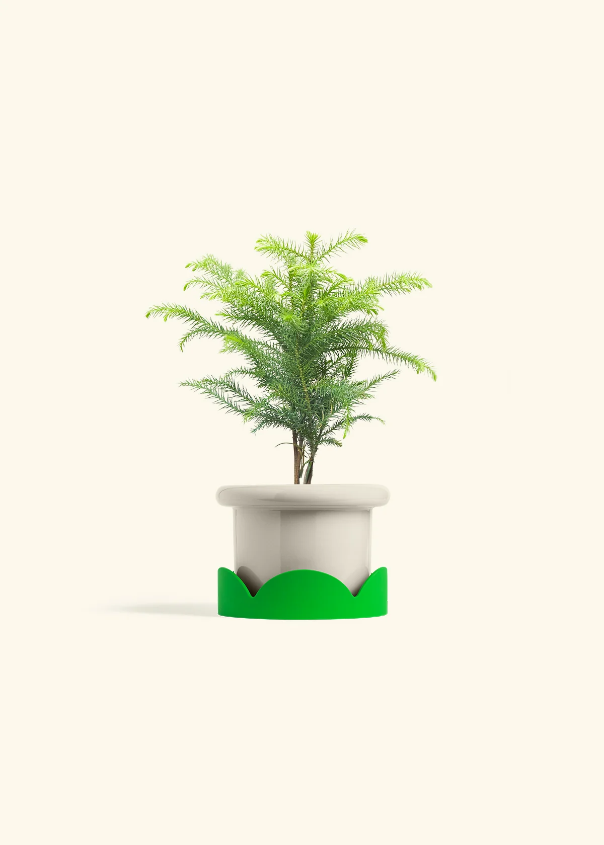 Norfolk Pine - Image 17