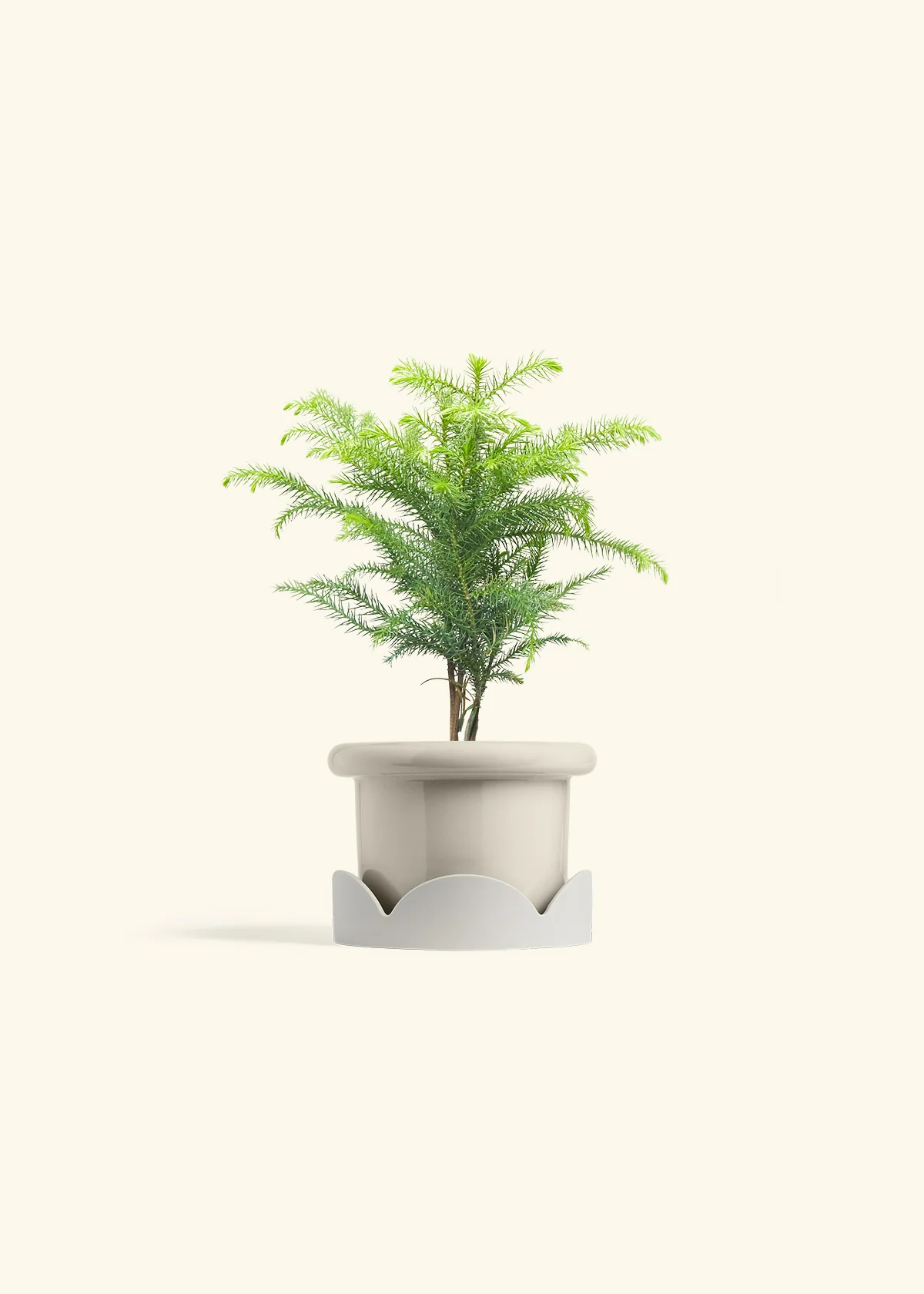 Norfolk Pine - Image 18