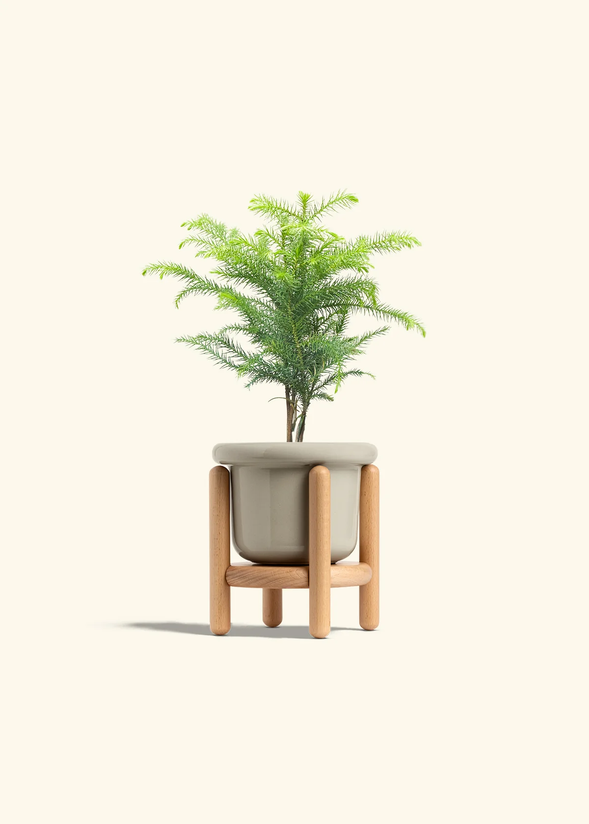 Norfolk Pine - Image 19