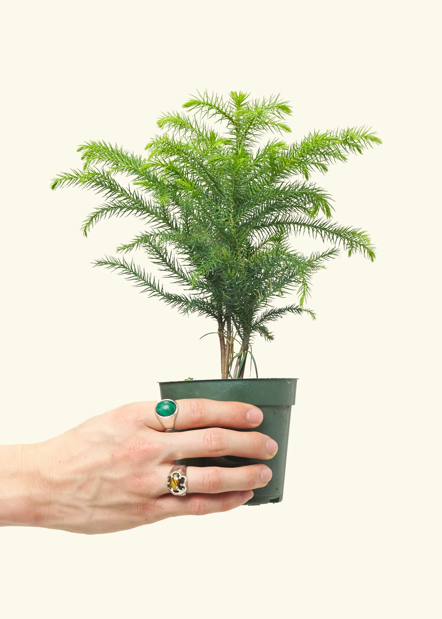 Norfolk Pine - Image 2