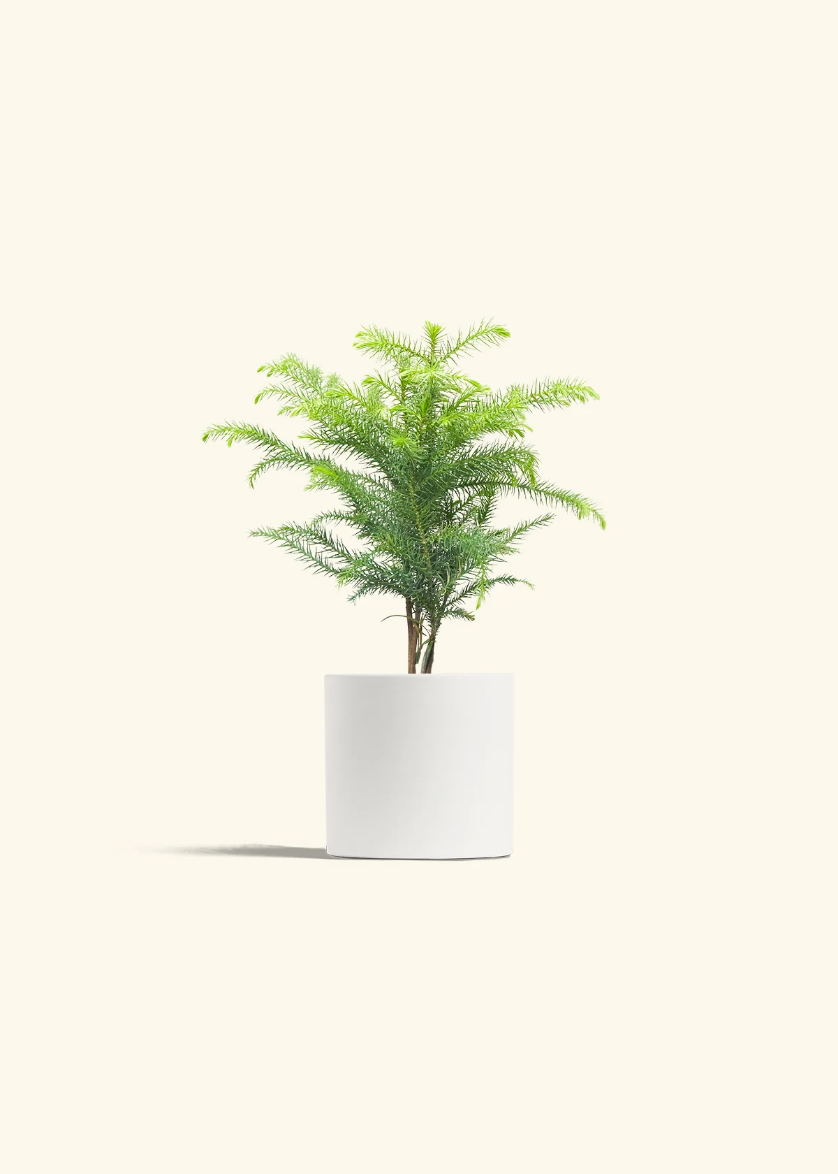 Norfolk Pine - Image 20