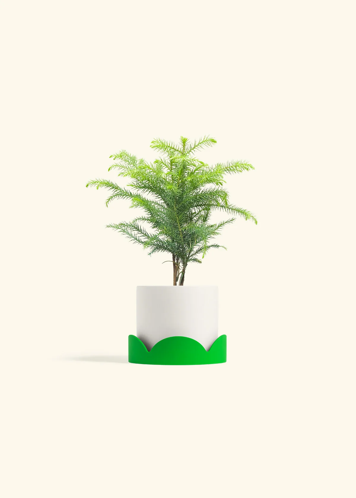 Norfolk Pine - Image 21